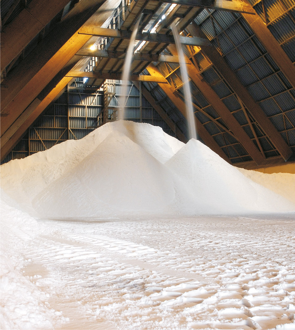 Ecuadorian tree frog