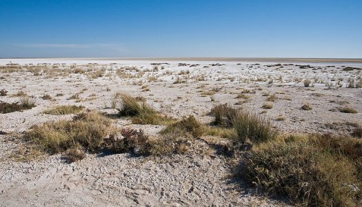 Salt Flat - Etosha Pan, Namibia